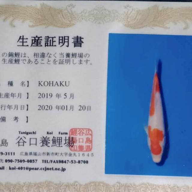 Kohaku import taniguchi farm