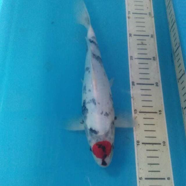 Tancho Showa Tategoi, 29 cm