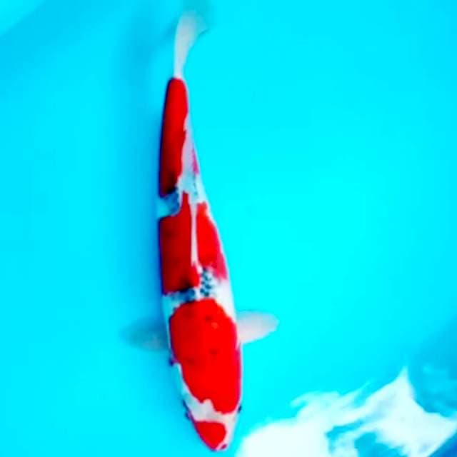 Ghosiki 47 cm f