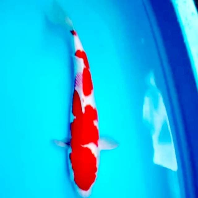 Kohaku jumbo 46 cm f