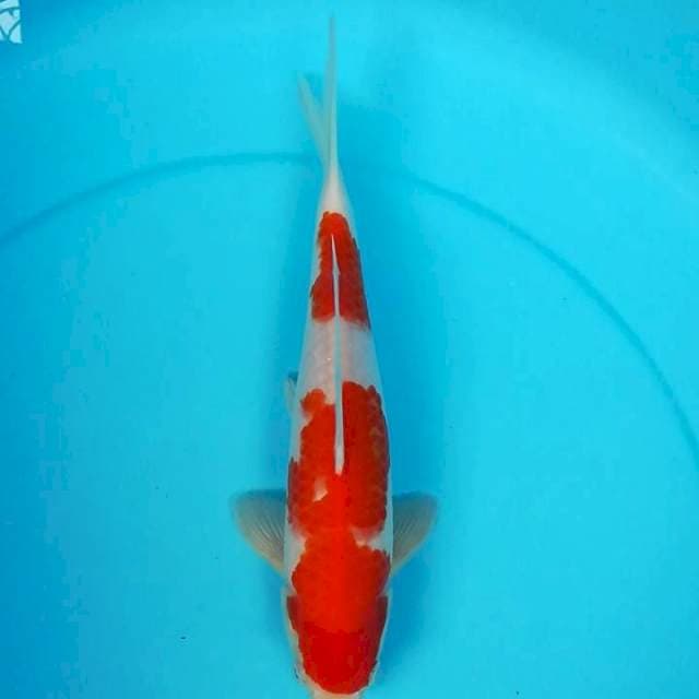 Kohaku