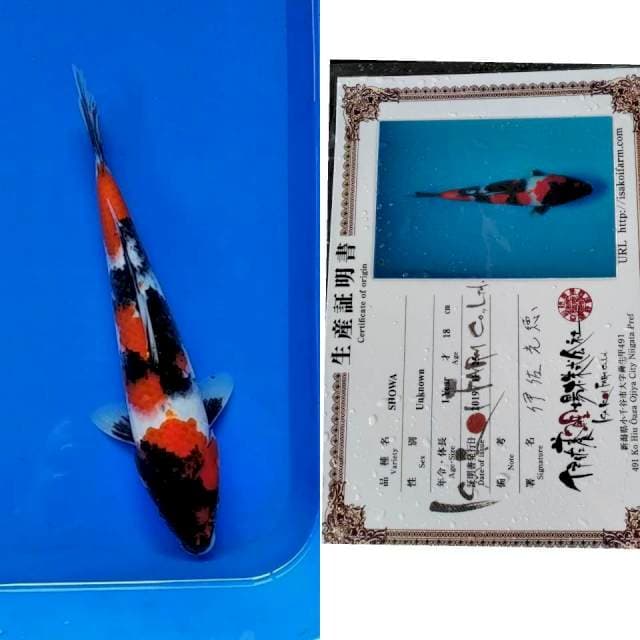 Showa import ISA
