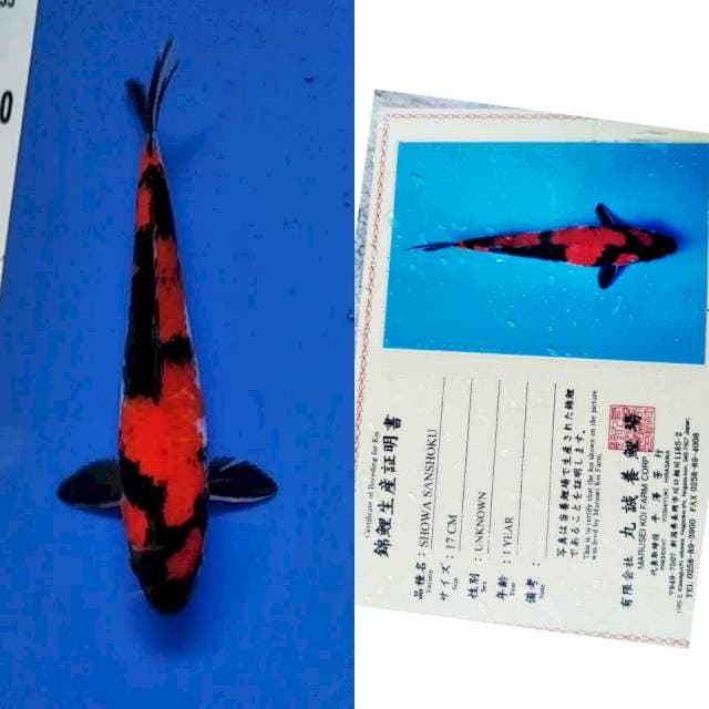 Showa Import marusei