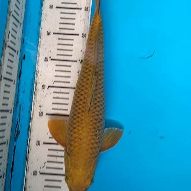 Male cagoi