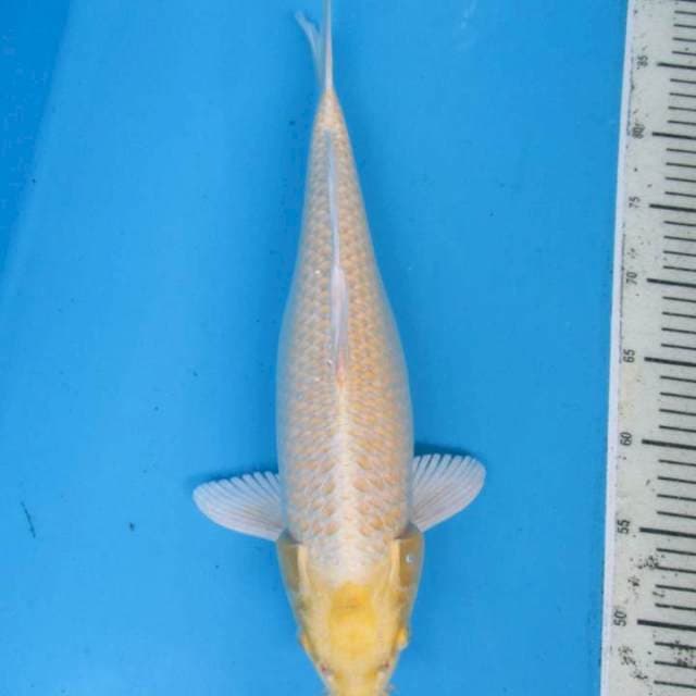 Botan35cm