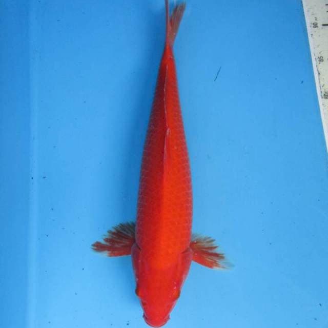 Botan 40cm male