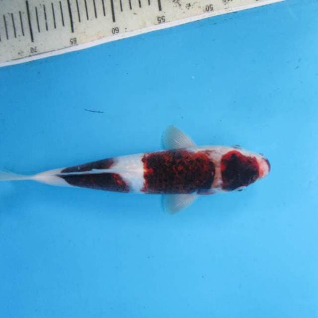 Goromo30cm