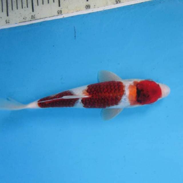 Maruten goromo25cm