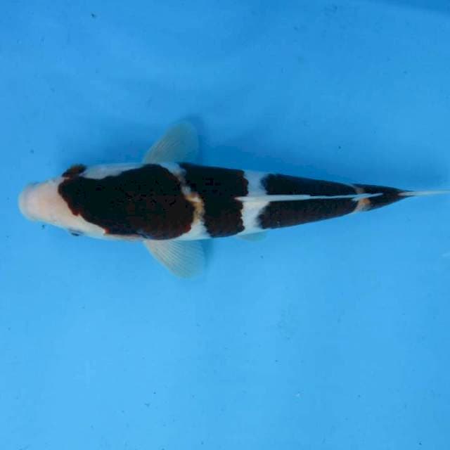 Goromo28cm