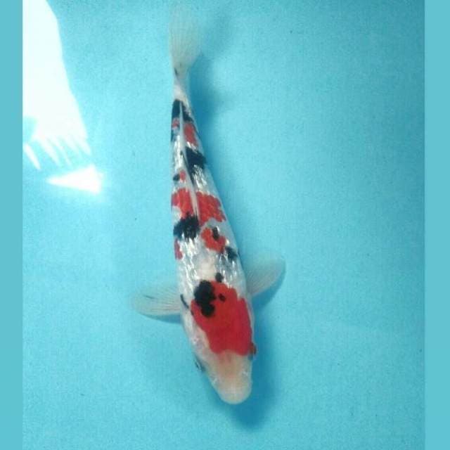 Sanke Ginrin, 23 cm