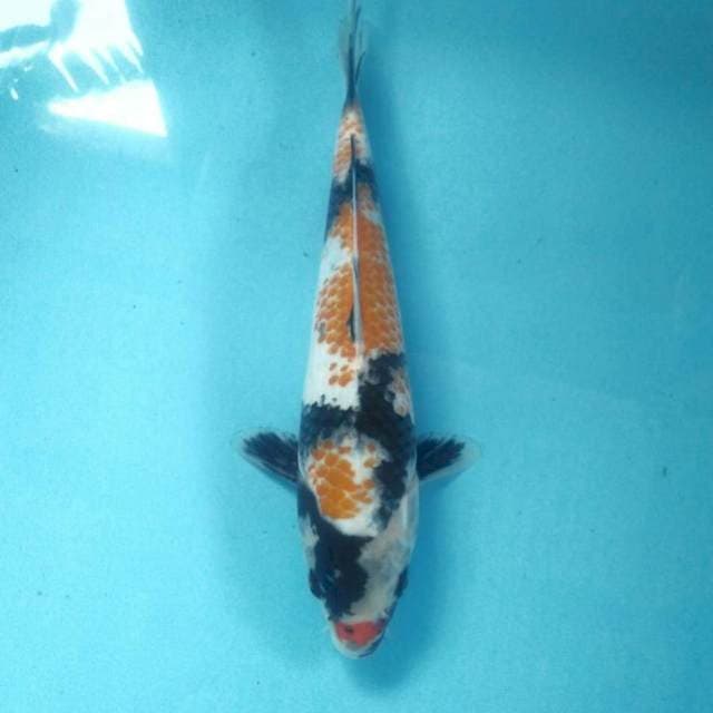 Showa Kanoko, 29 cm