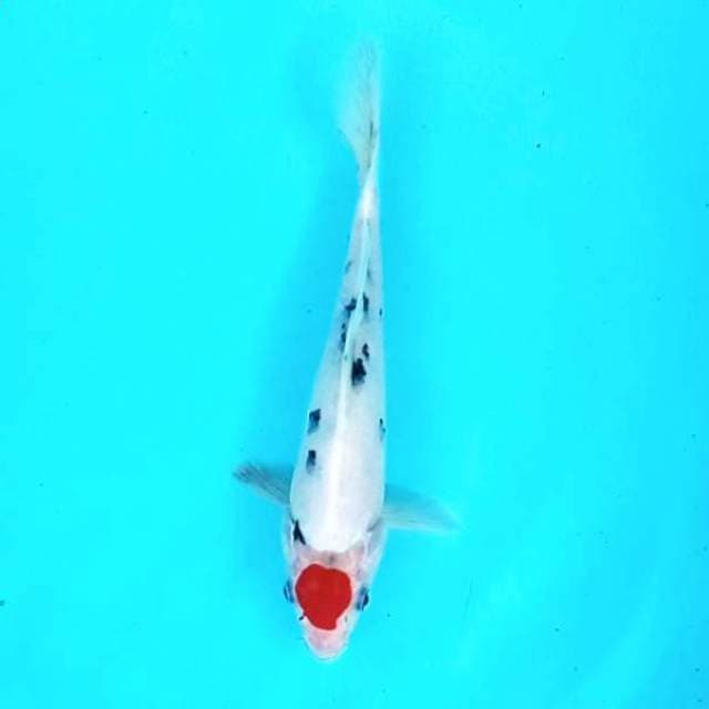 Tancho Sanke # 23cm