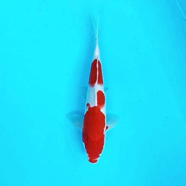 Kohaku # 28cm
