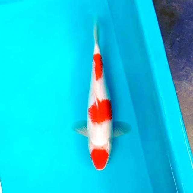 Kohaku # 30cm
