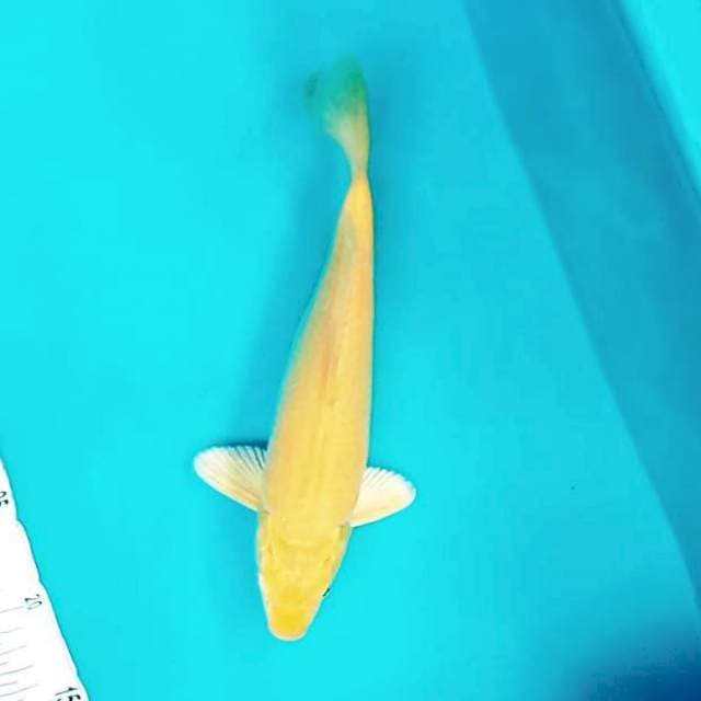 Karashi Haluss # 28cm