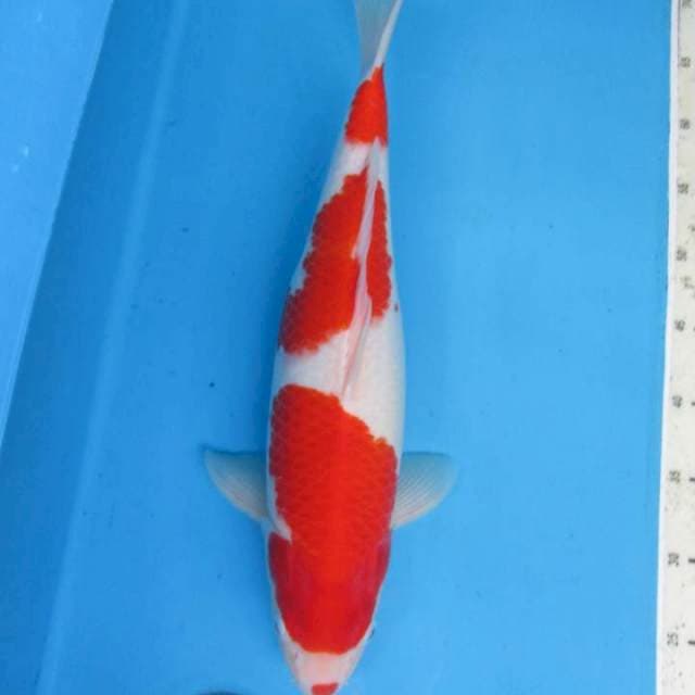 Kohaku ucibene jos43cm