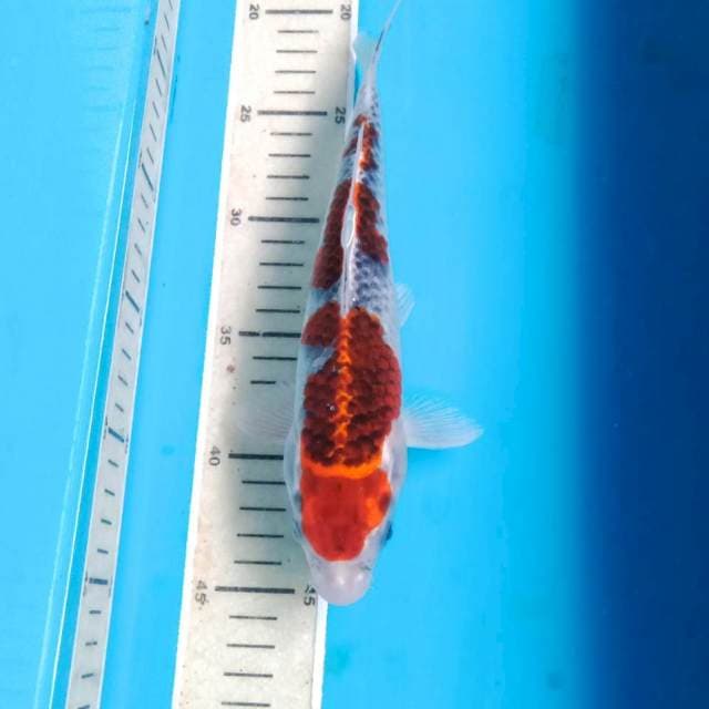 Goshiki, 25 cm