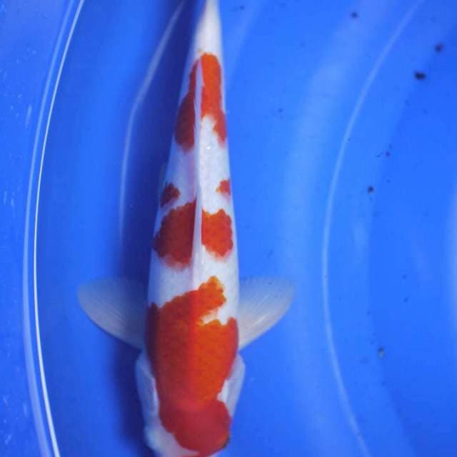 KOHAKU MALE 33cm