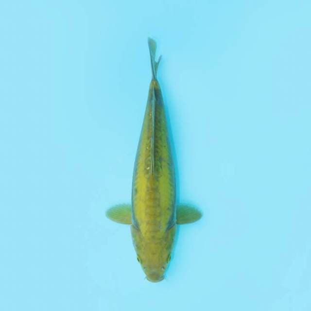 KARASHI DOITSU 28 CM FEMALE