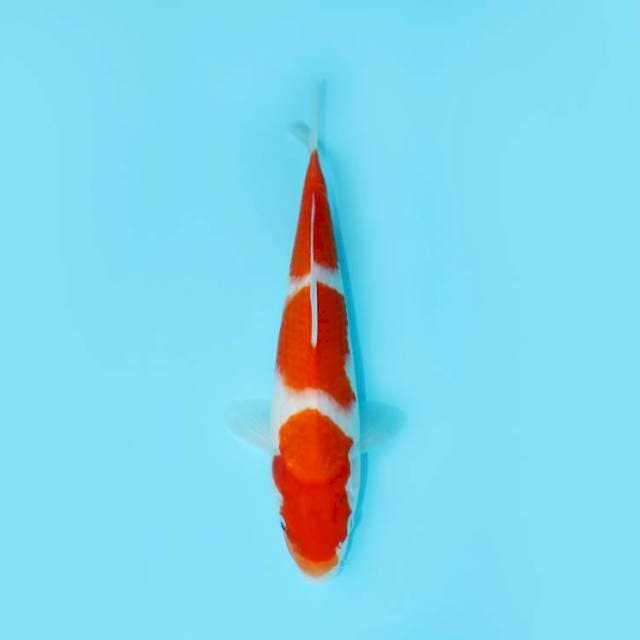 SANDAN KOHAKU 26CM FEMALE