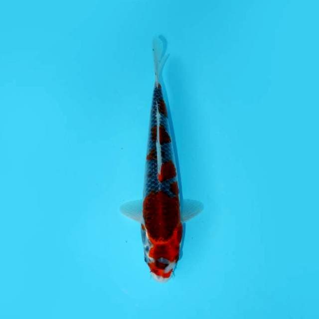 GOSHIKI 26 CM MALE
