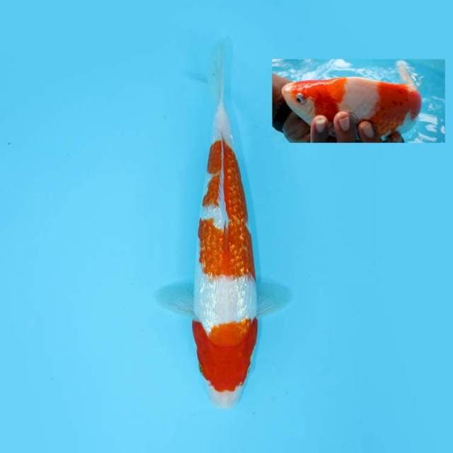 KOHAKU GINRIN BERPUNUK 28 CM FEMALE