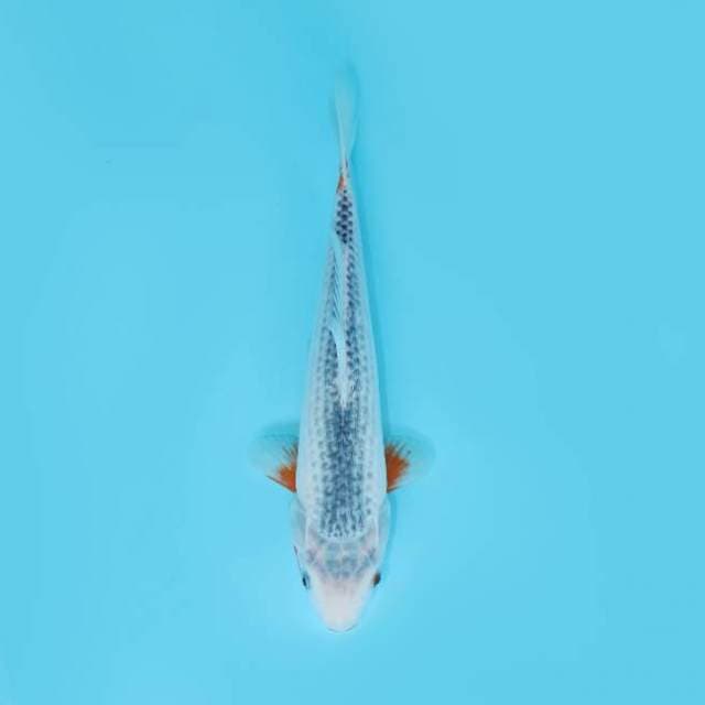 ASAGI 32 CM FEMALE