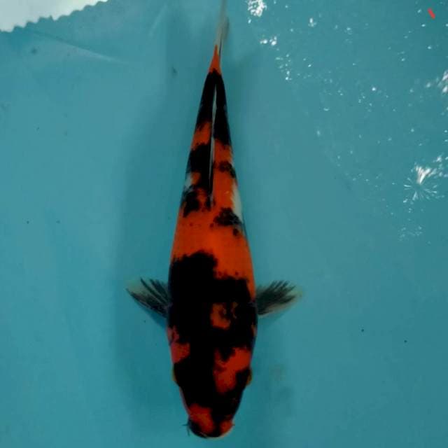 Hishowa 23 cm