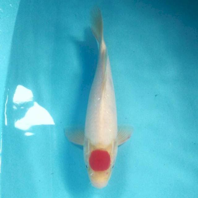Tancho Kohaku, male 34 cm