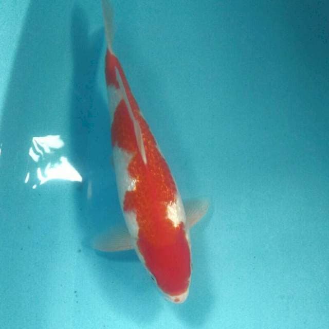 Inazuma Kohaku Ginrin, Male 30 cm