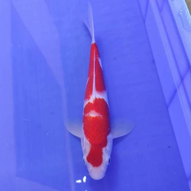 Kohaku 21 cm