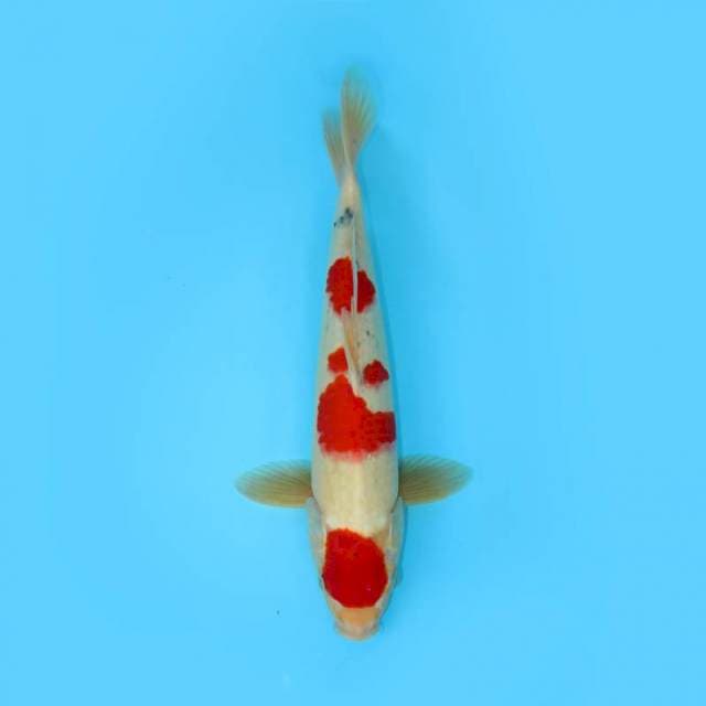 MARUTEN SANKE 42 CM FEMALE