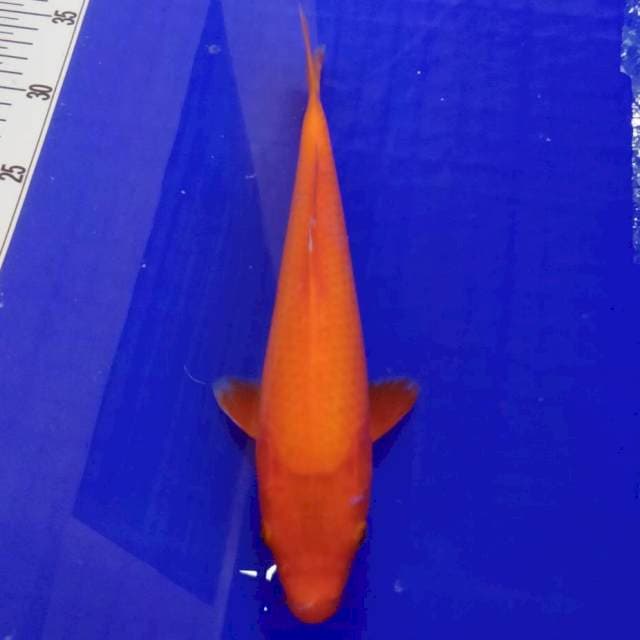 Benighoi 25cm