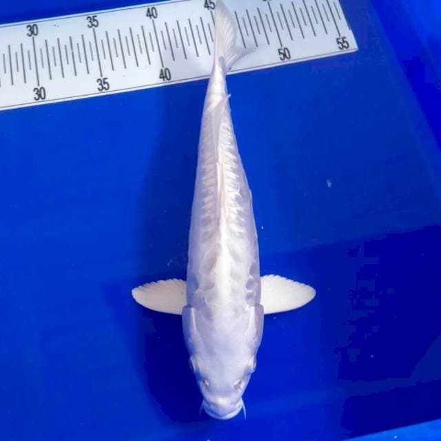 Platinum 29cm