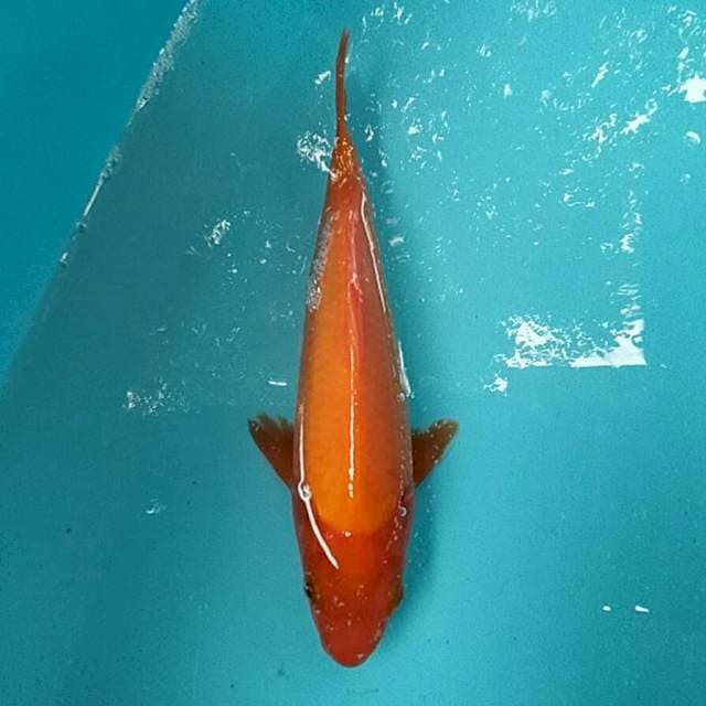 Benighoi 16 cm