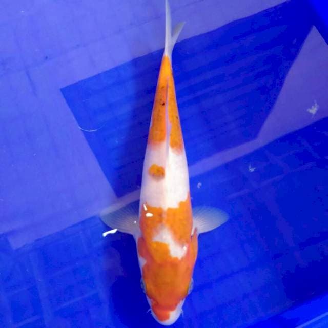 Sanke tateghoi 19 cm