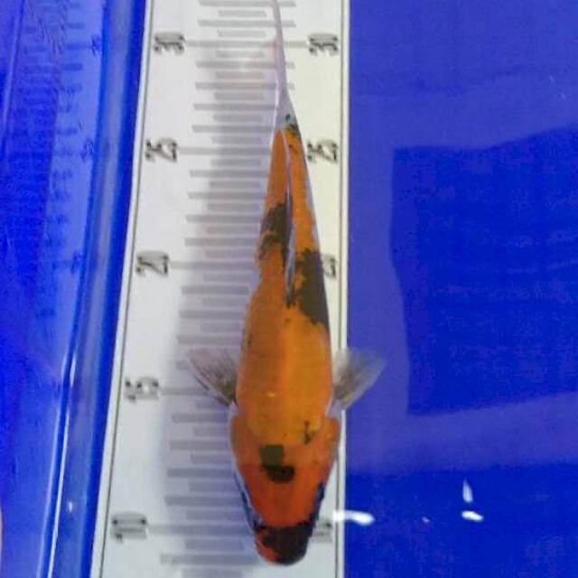 Showa 22 cm