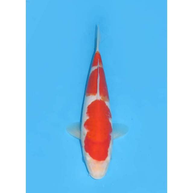 Kohaku - 22cm