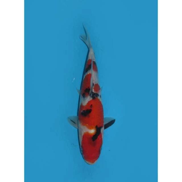 Sanke Sanshoku -19cm