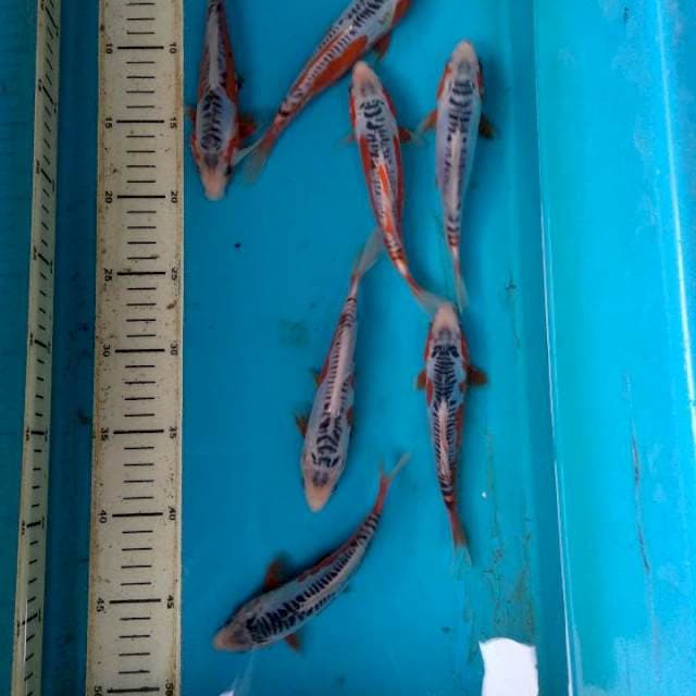 Shusui 7 ekor SQ 16-18 cm