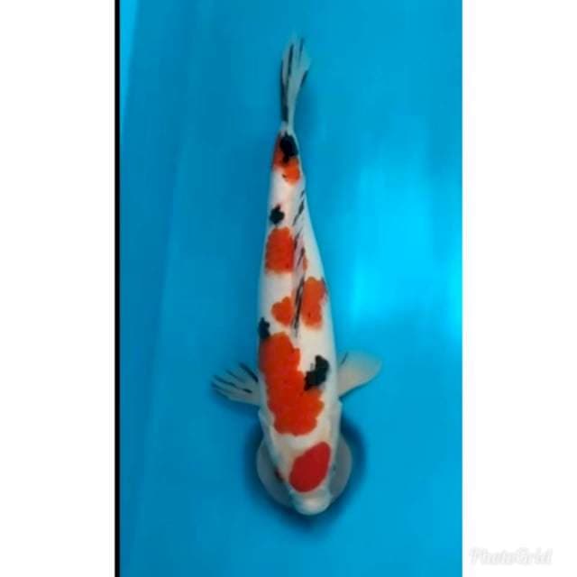 Maruten sangke ORI