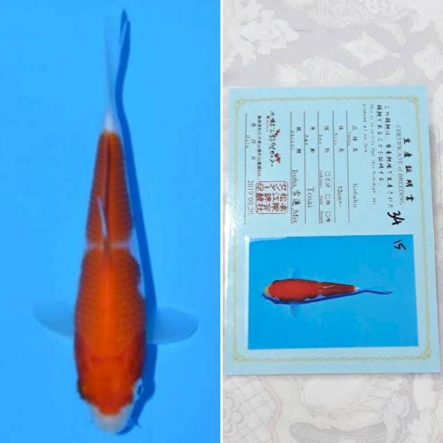 Matsue kohaku 15cm serti
