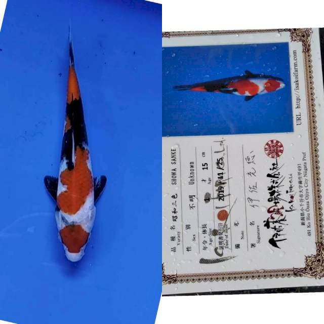 Showa import isa