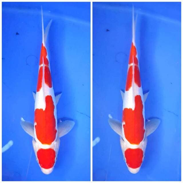 Special Maruten Kohaku Doitsu