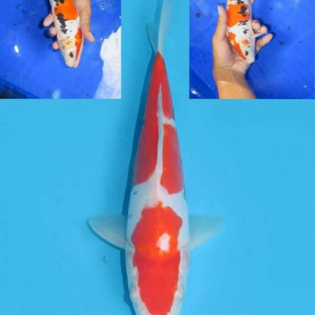 Benikumonryu