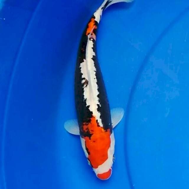 Lovi kucibeni
