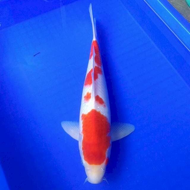 KOHAKU 4 STEP