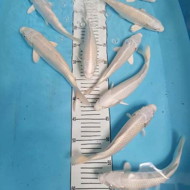 10 platinum 22-27 cm