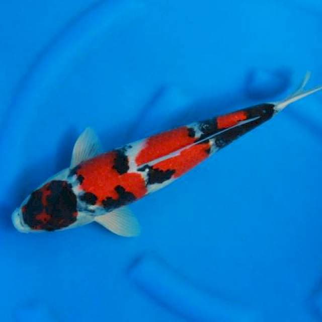 Dainichi bloodline, halus baby face ,male body female 42cm