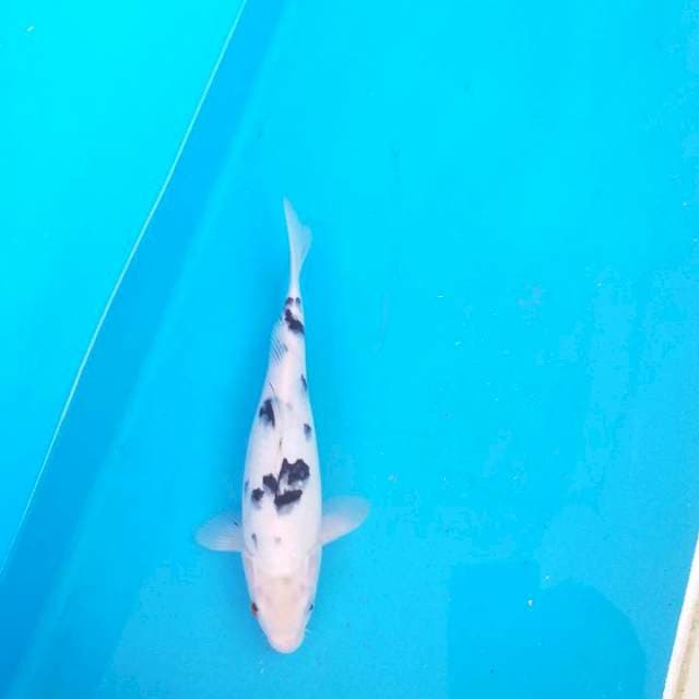F1 bekko show quality bloodline ueno
